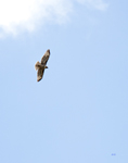Red tailed Hawk 4231